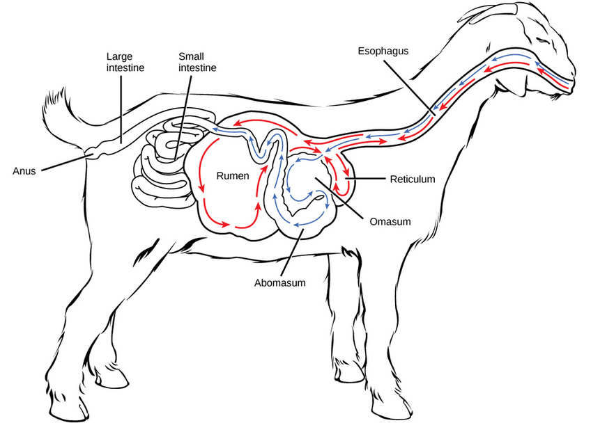 RUMINANT DIGESTIVE SYSTEM - My Site